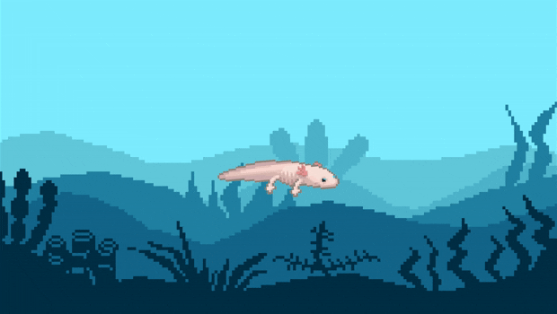 Swimming Axolotl